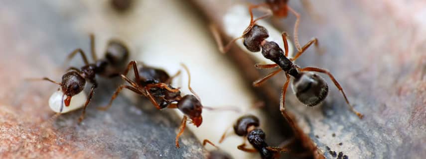 Ant Control Glenfield