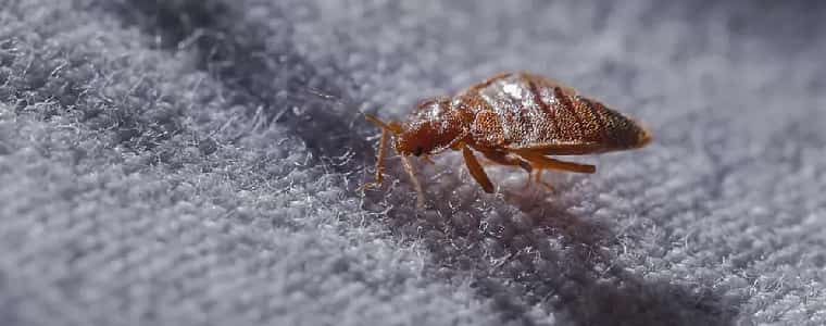 Bed Bug Control Pottery Estate