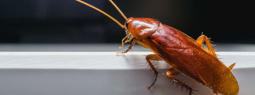 Cockroach Control Elvina Bay