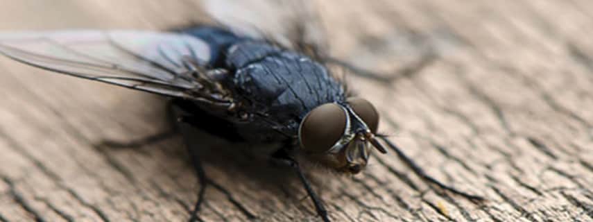 Flies Control Carnes Hill