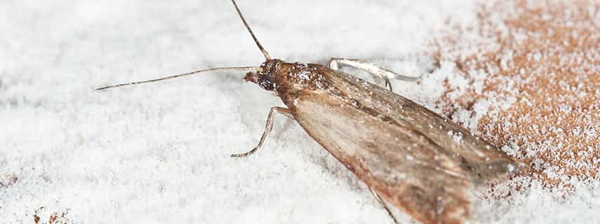 Moth Control Telopea