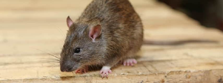 Rodent Control Guildford