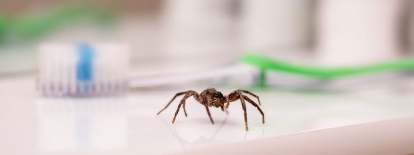 Spider Control Ropes Crossing