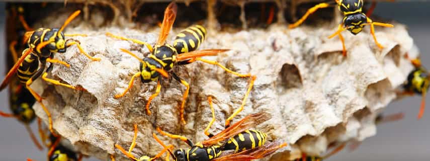 Wasp Removal Cranebrook