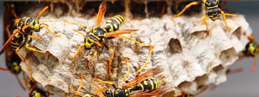 Wasp Removal Yellow Rock