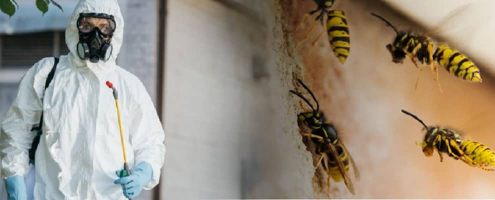 Pest Control Wasp Removal Canberra