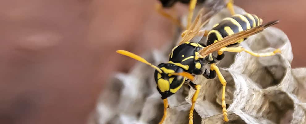Wasp Eradication Hobart