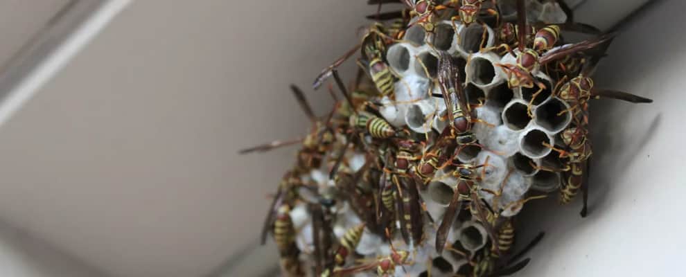 Wasp Nest Removal Brisbane