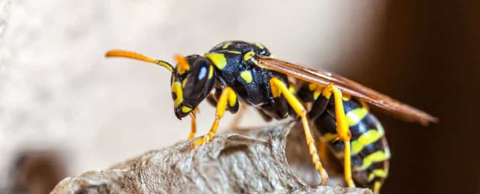Wasp Removal In Clearview