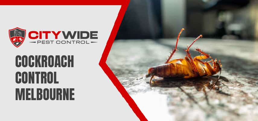 Cockroach Control Melbourne