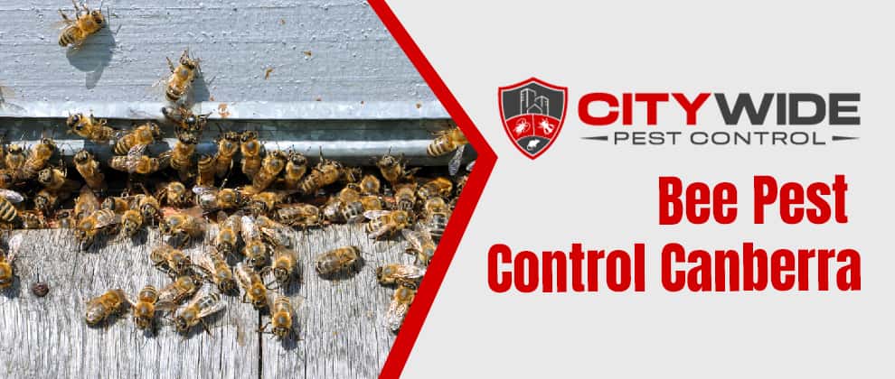 Bee Pest Control Service Canberra