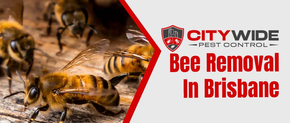 Bee Removal In Brisbane