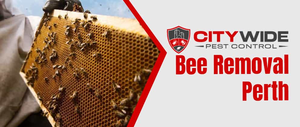 Bee Removal In Perth