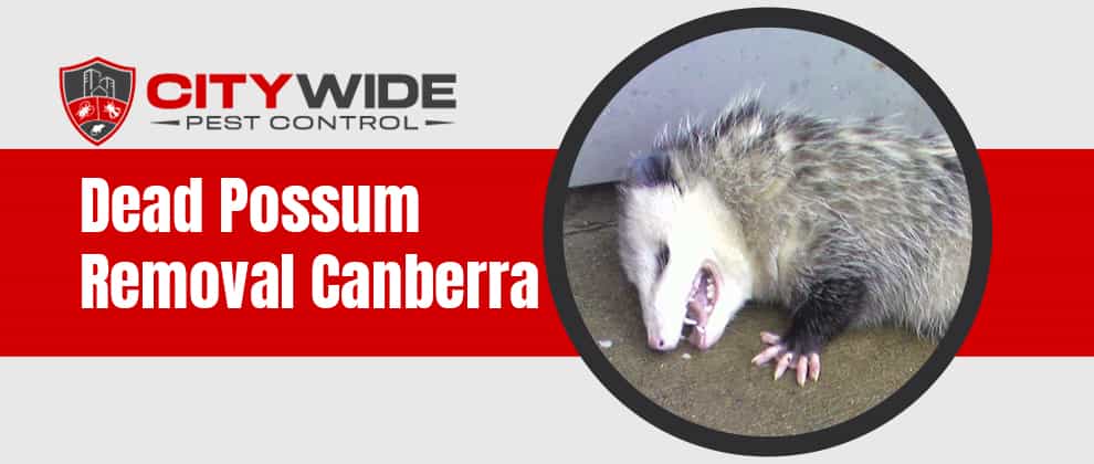 Dead Possum Removal Canberra