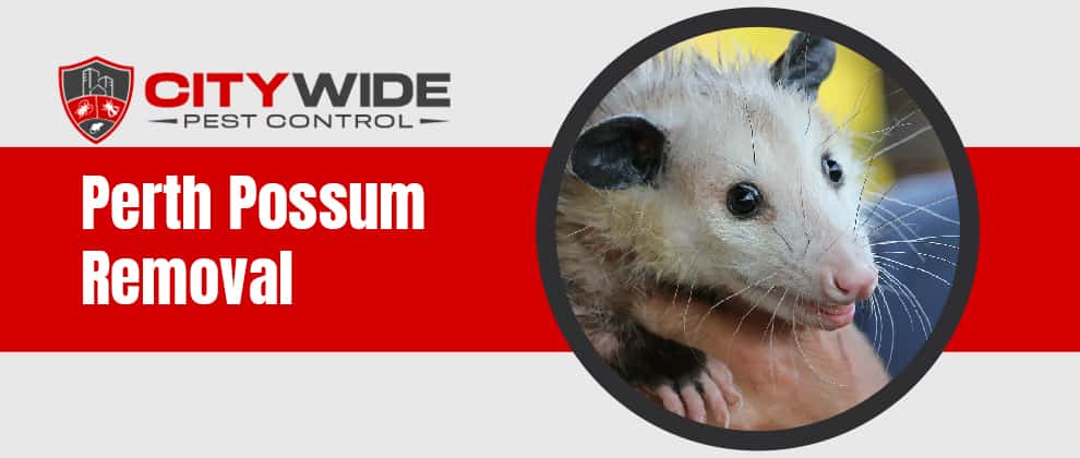 Carramar Possum Removal
