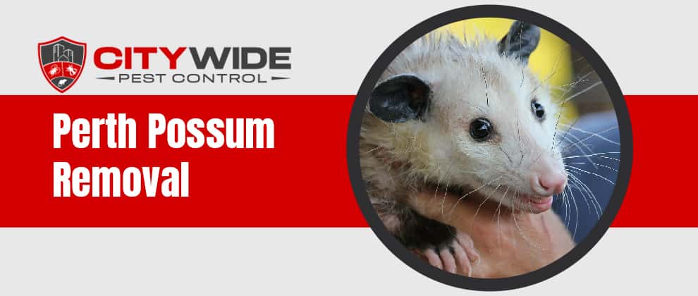 Perth Possum Removal