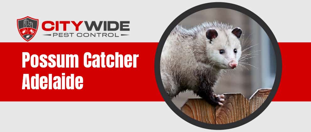 Possum Catcher  In Ridleyton
