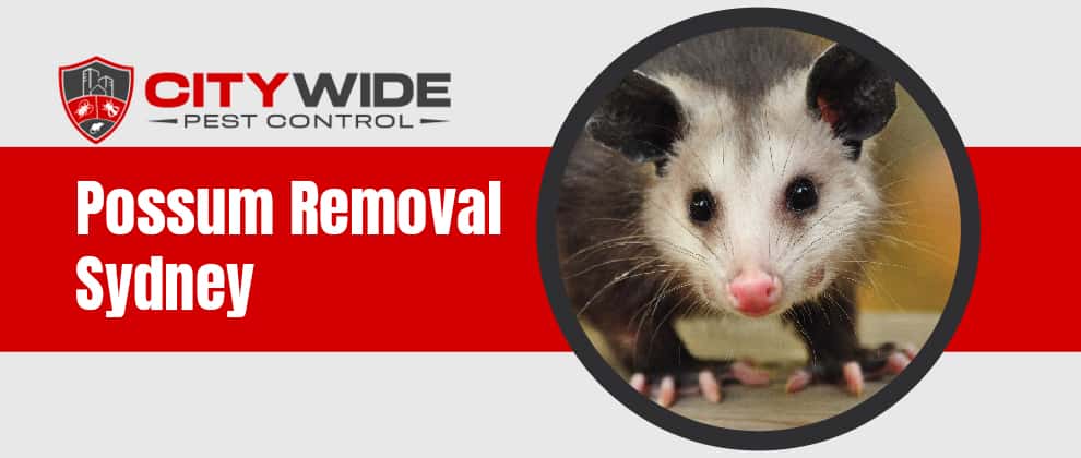 Possum Removal Brownsville