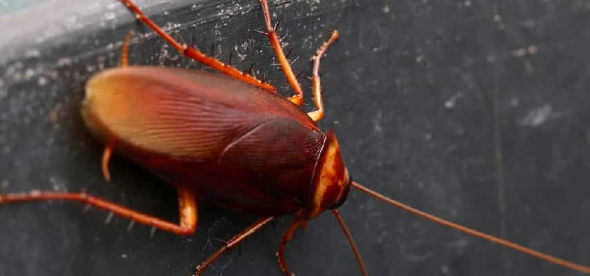 Cockroach Pest Removal Canberra