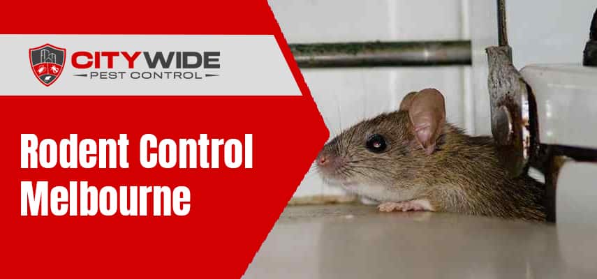 Best Rodent Control Melbourne