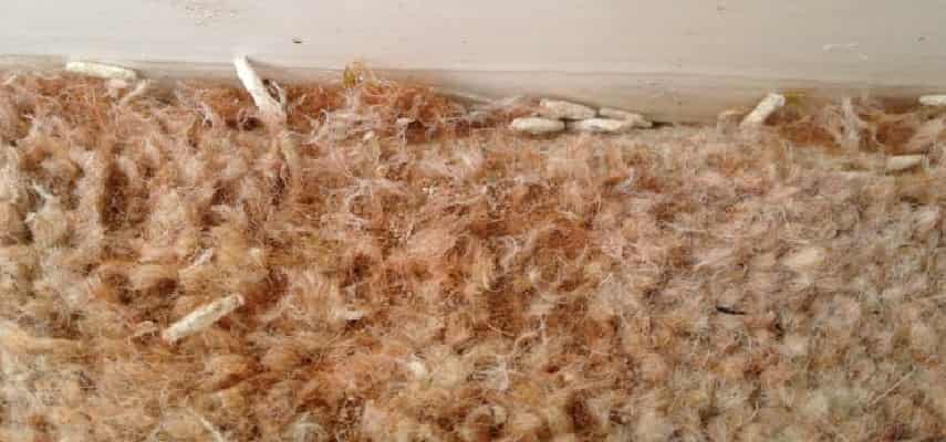 Carpet Moth Removal Treatment Hobart