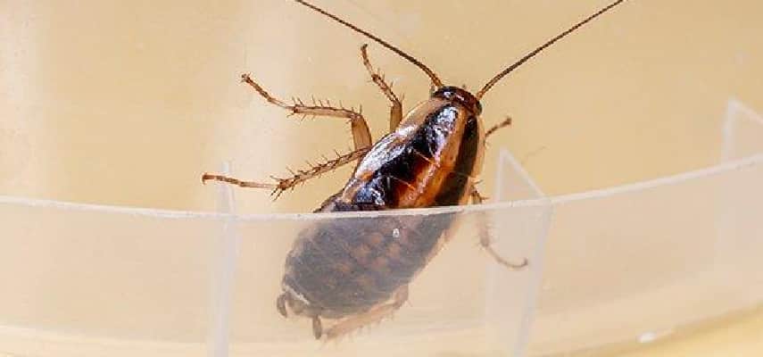 Cockroach Pest Control in Perth