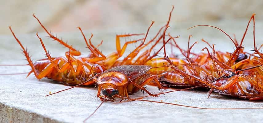 Expert Cockroach Pest Control Melbourne