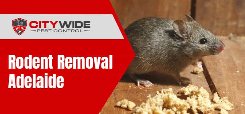 Expert Rodent Removal Adelaide