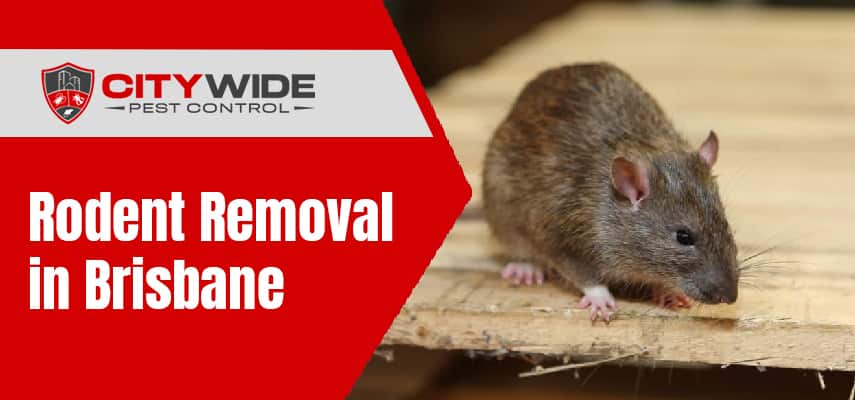 Expert Rodent Removal in Brisbane