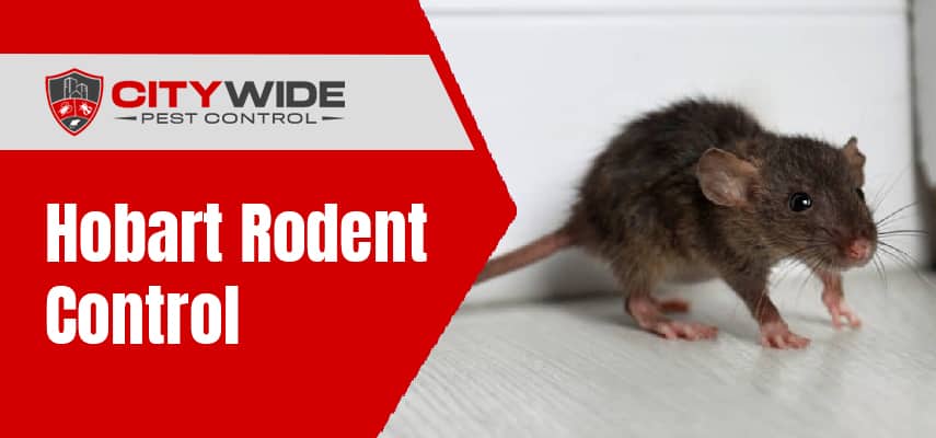 Hobart Rodent Control Service