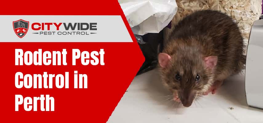 Rodent Pest Control in Perth