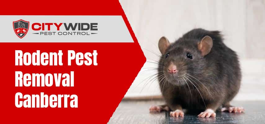 Rodent Pest Removal Service Canberra