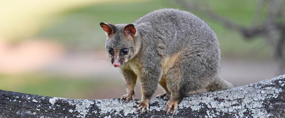 Possum Removal