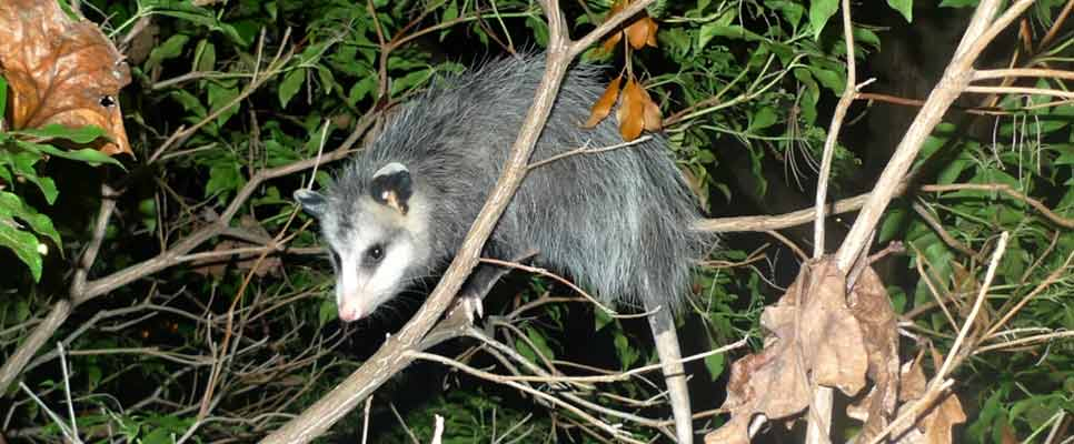 Possum Removal Services