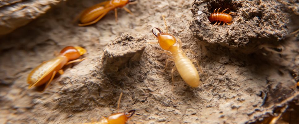 Termites in Melbourne